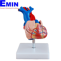 PHYWE MOD-HEART Human Heart Model (12 x 12 x 14 cm)