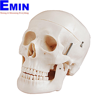 PHYWE MOD-SKULL Human Skull Model (20 x 13,5 x 13,5 cm)
