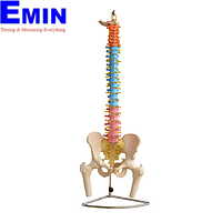 PHYWE MOD-VERTEBRA Vertebral Column With Pelvis And Femur Heads (Natural size)
