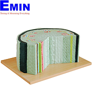 PHYWE MOD-DICOT Dicot Stem Structure Model (34 x 28 x 18 cm)