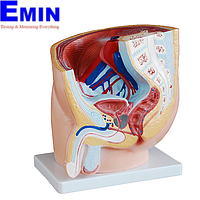 PHYWE MOD-MALEPELVIS Male Pelvis (Natural size)