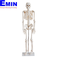 PHYWE MOD-MINISKELET Mini Skeleton (85 cm)