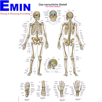 PHYWE ERL-AL102 Chart The Human Skeleton