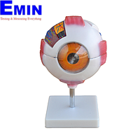 PHYWE MOD-EYE Eye Model (16 x 13 x 16 cm)