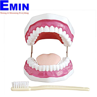 PHYWE MOD-TEETH Dental Care Model (11 x 17 x 11 cm)