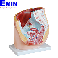 PHYWE MOD-FEMALEPELVIS Human Female Pelvis Section (natural size)