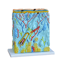 PHYWE MOD-SKIN Skin Model (27 x 10 x 31 cm)