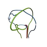 True Phantom Solutions CW-C01 Brain Vessels