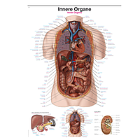 PHYWE ERL-AL163 Chart Internal Organs (70x100cm)