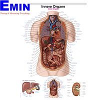 PHYWE ERL-AL163 Chart Internal Organs (70x100cm)