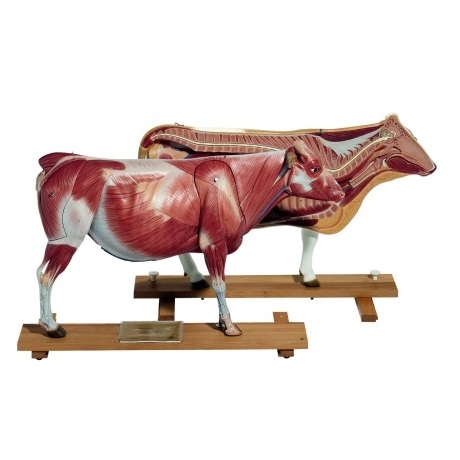 Laboratory station used in zoology and animal handling environments