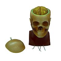 True Phantom Solutions HD-C03 Adult Head (Dynamic, Advanced) for X-Ray CT, US, MRI